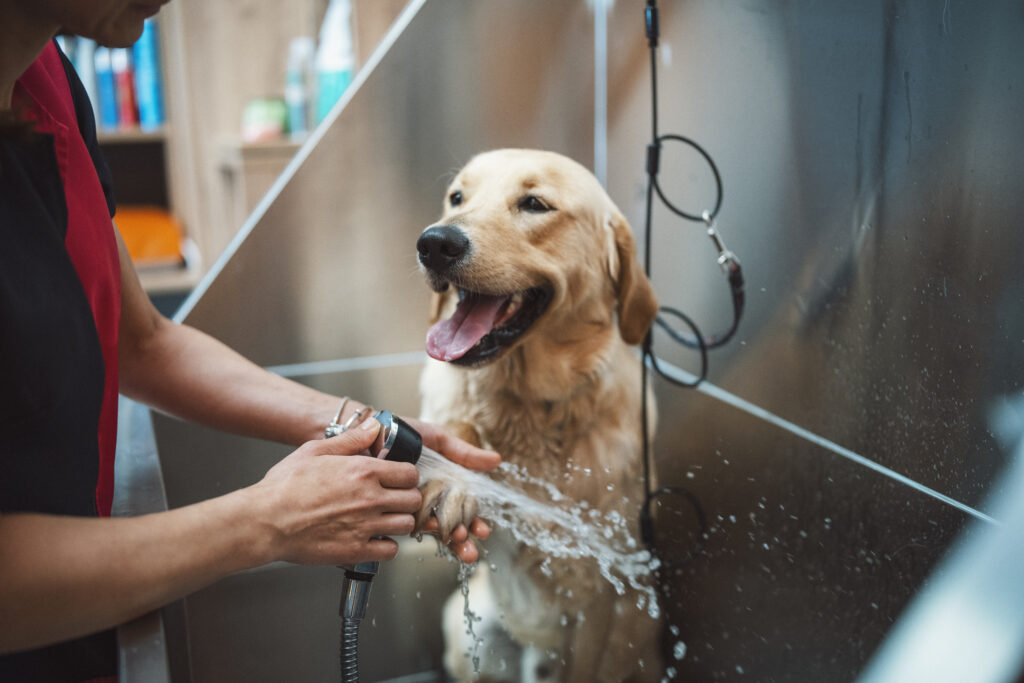 The Dos and Don’ts of Using Skinny Bath Bombs for Pets