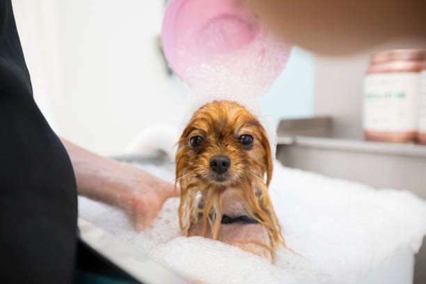 The Dos of Using Skinny Bath Bombs for Pets